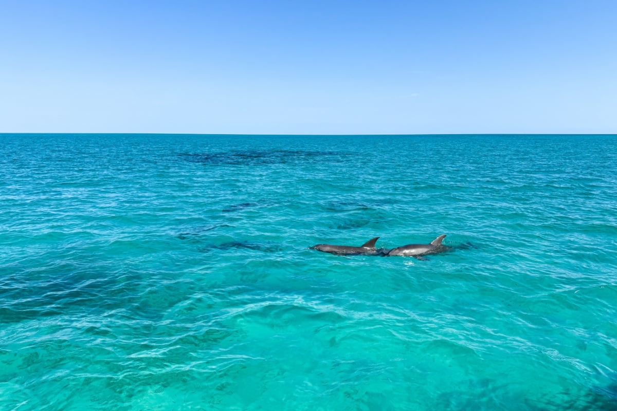 Dolphin Watch and Snorkel Excursion with Fury