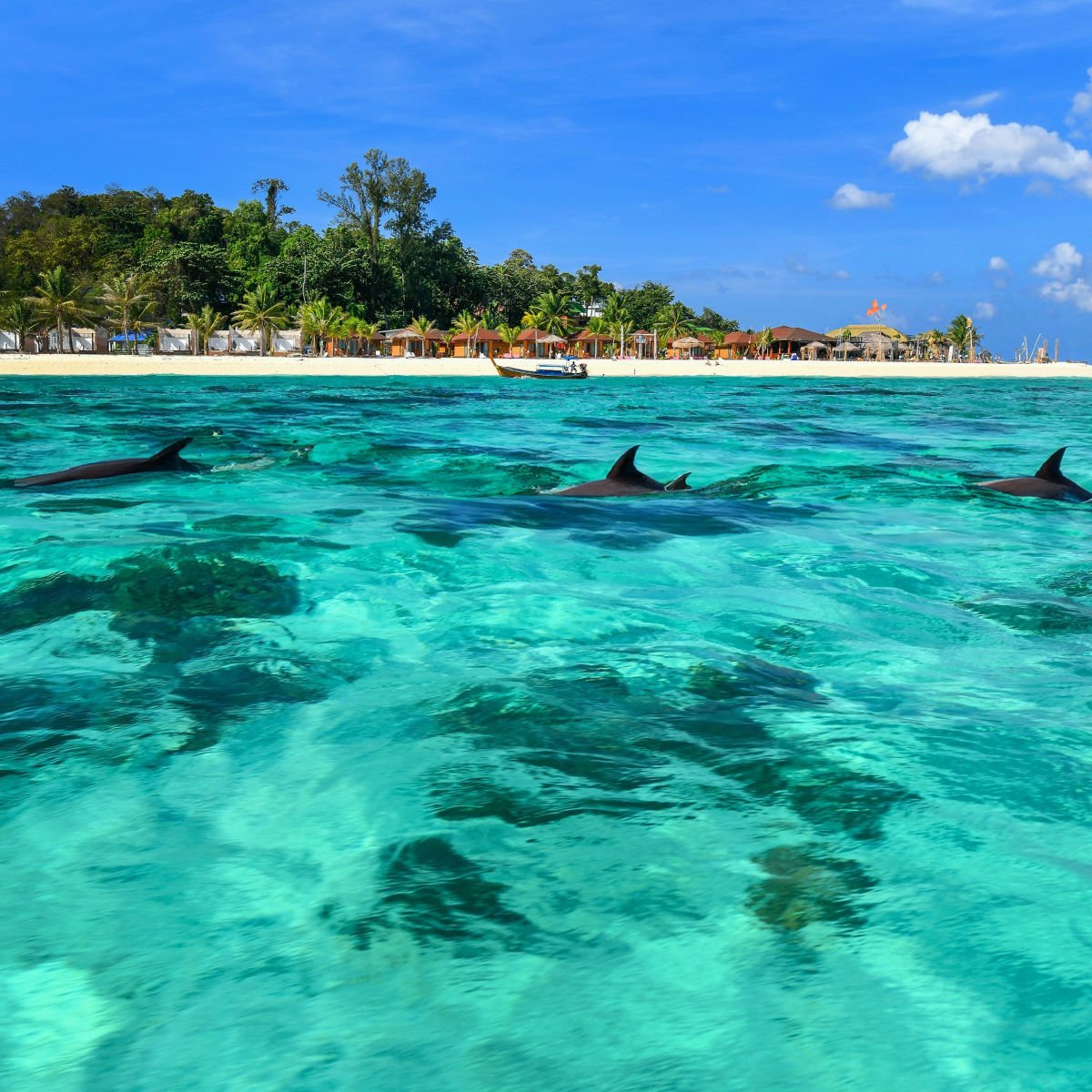 Dolphins in front of pristine white sand beach in Koh Lipe, Thailand