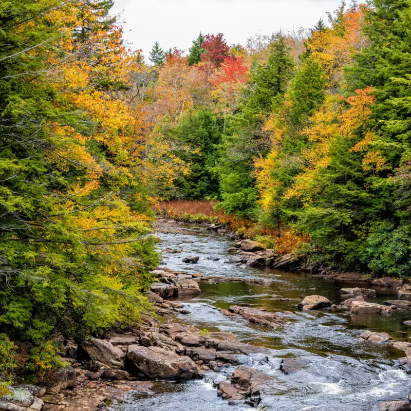 Fall foliage at Blackwater Falls State Park