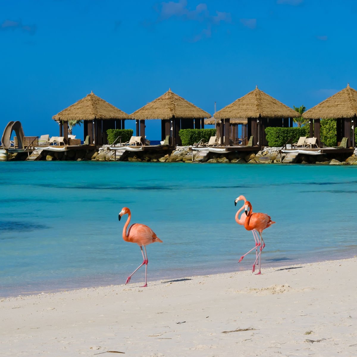 Flamingos walking on beach in Aruba