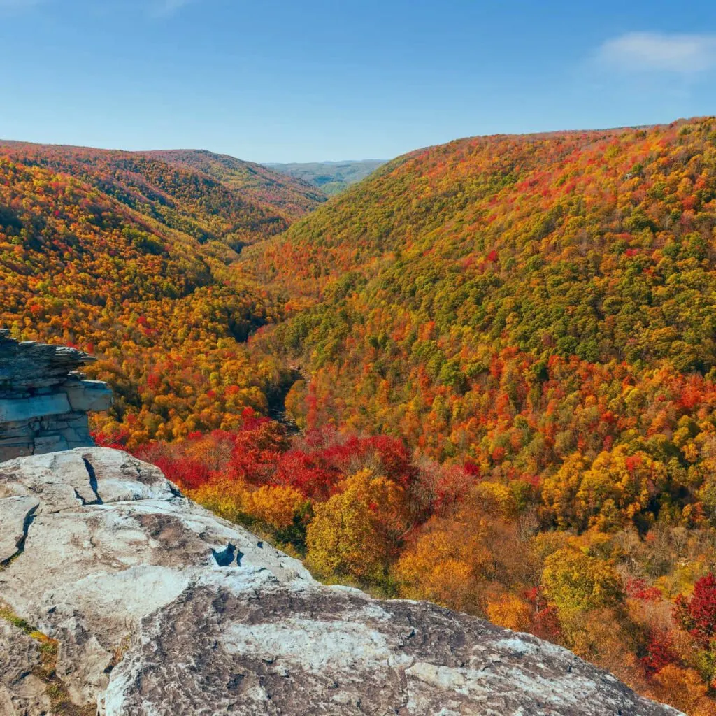 Lush forestry of vibrant fall colors at Blackwater Falls State Park
