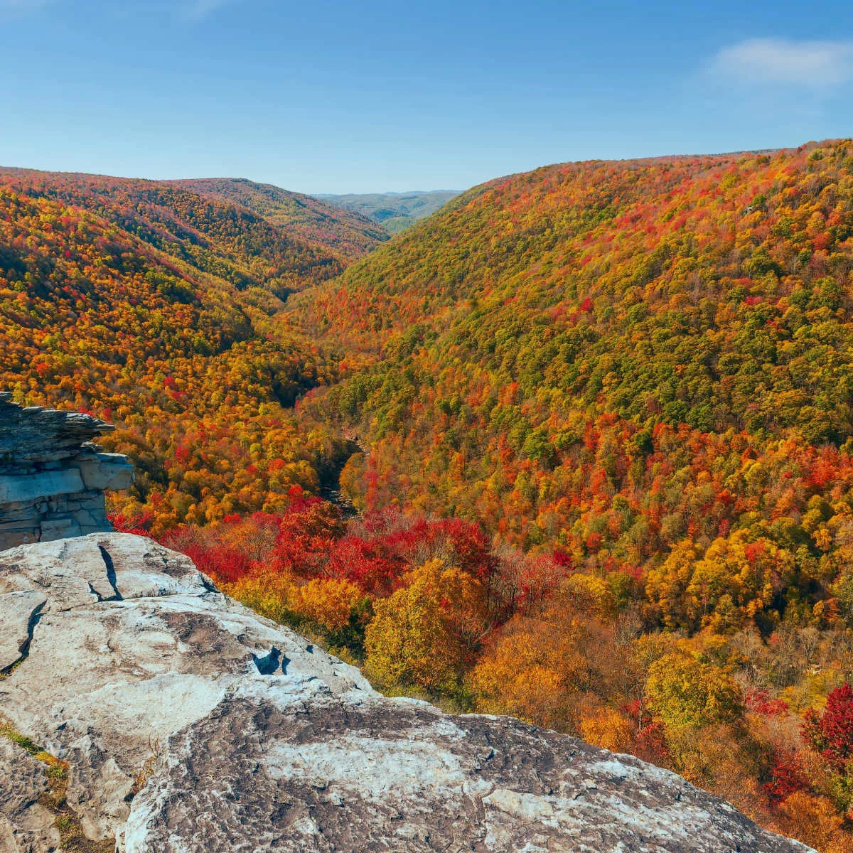 Lush forestry of vibrant fall colors at Blackwater Falls State Park