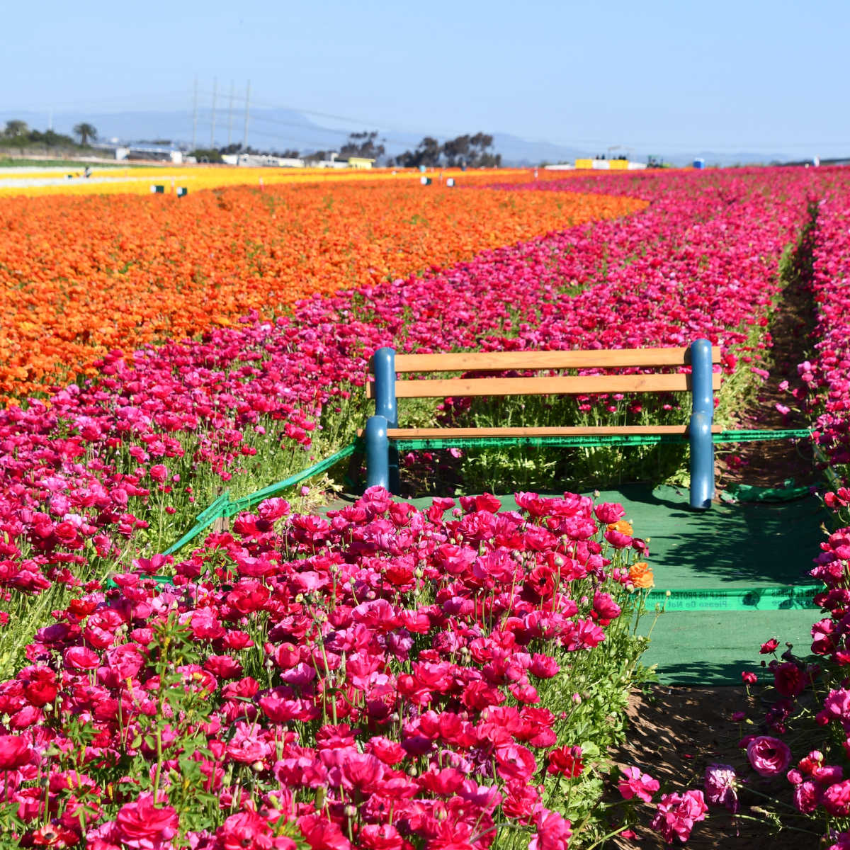 Carlsbad Flower Fields in spring