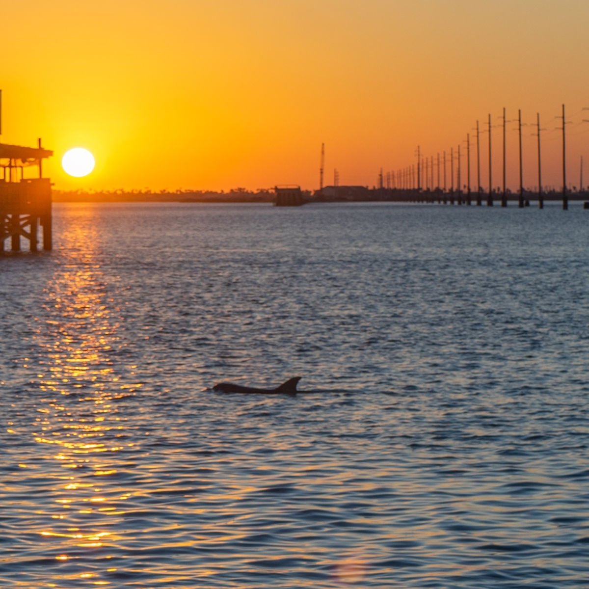 Dolphin sighting near South Padre Island