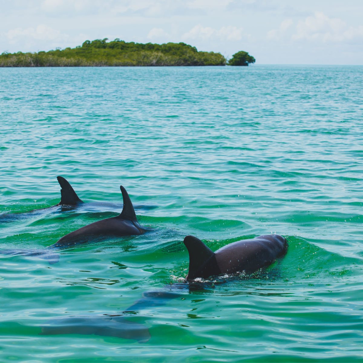 Dolphins swimming in Sian Ka’an Biosphere 