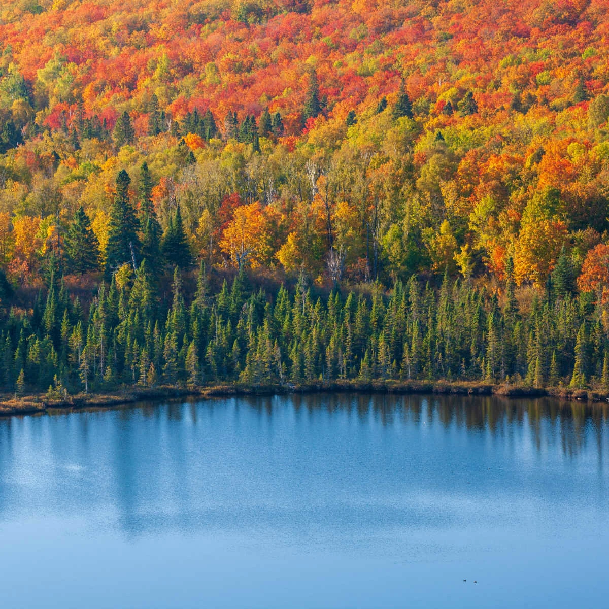Lush autumn foliage in Minnesota
