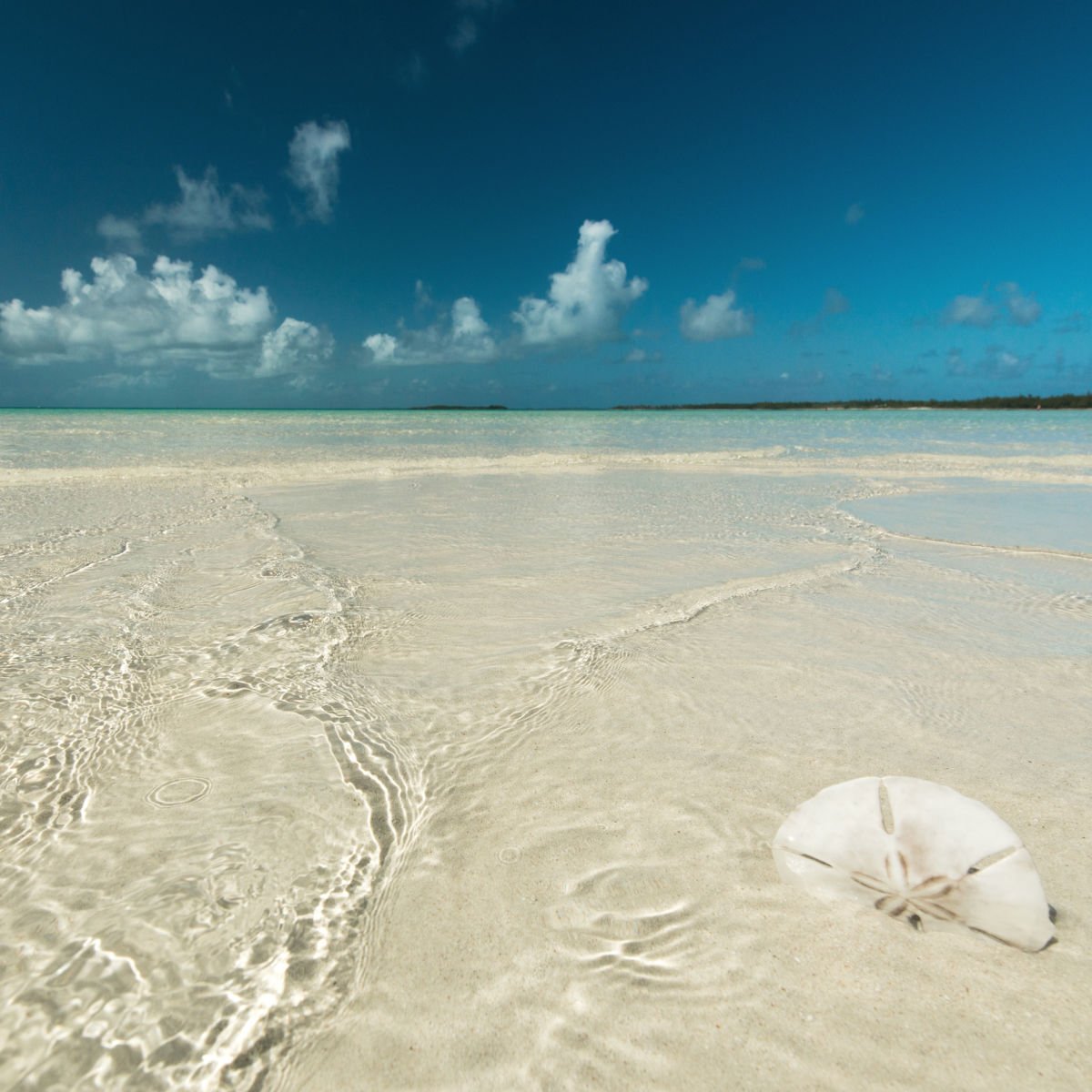 Sand dollar on beach in Eleuthera, Bahamas