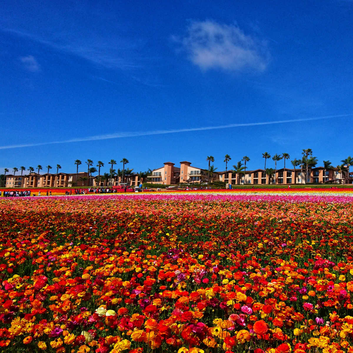 Carlsbad, CA flower fields