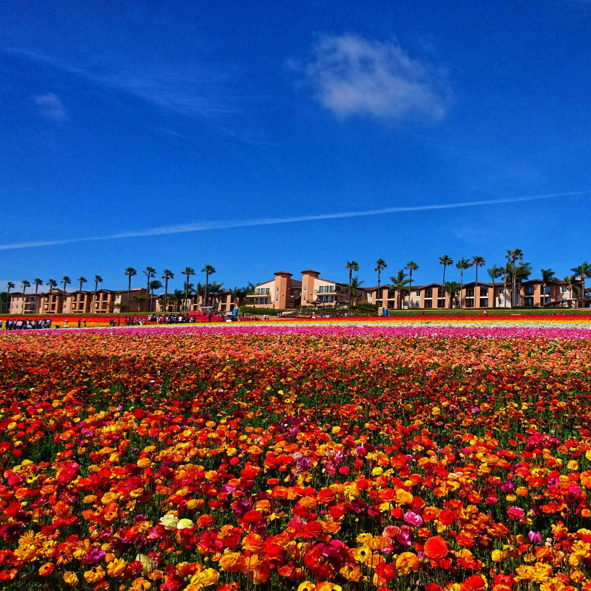 Carlsbad, CA flower fields