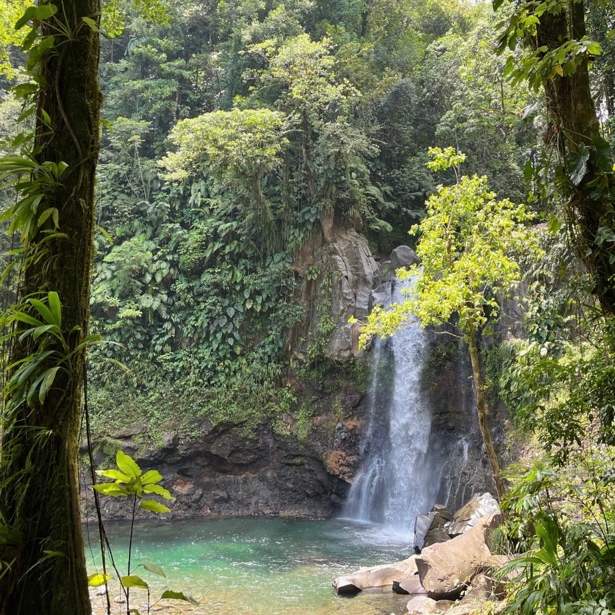 Jungle waterfall in Guadeloupe