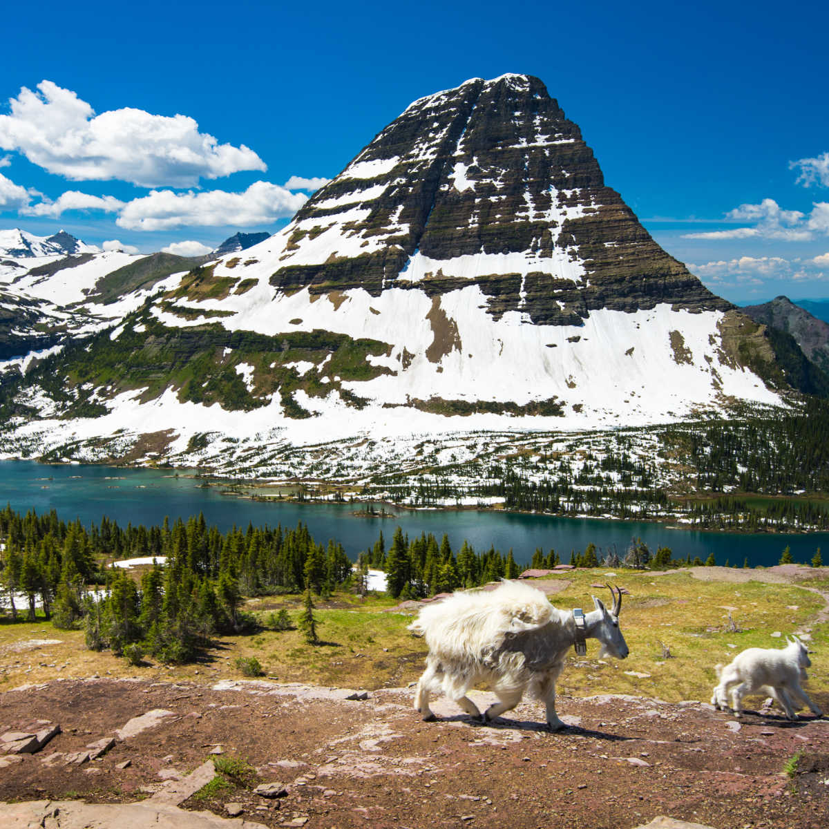 Mountain goats at Glacier National Park