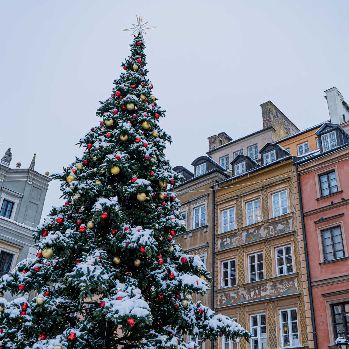 Snow-dusted Christmas tree in Krakow