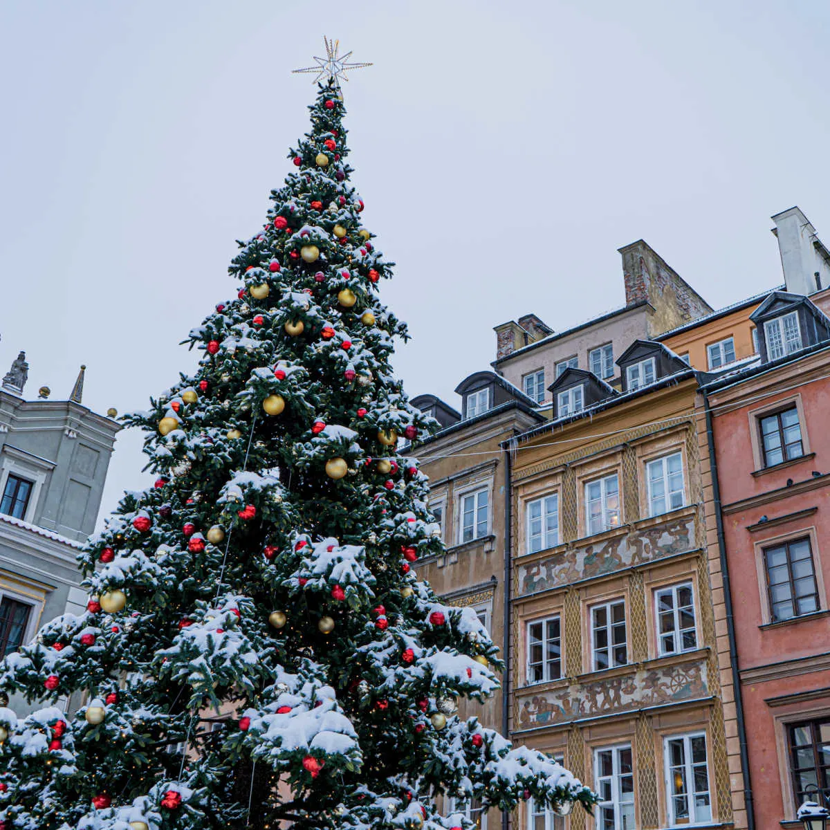 Snow-dusted Christmas tree in Krakow