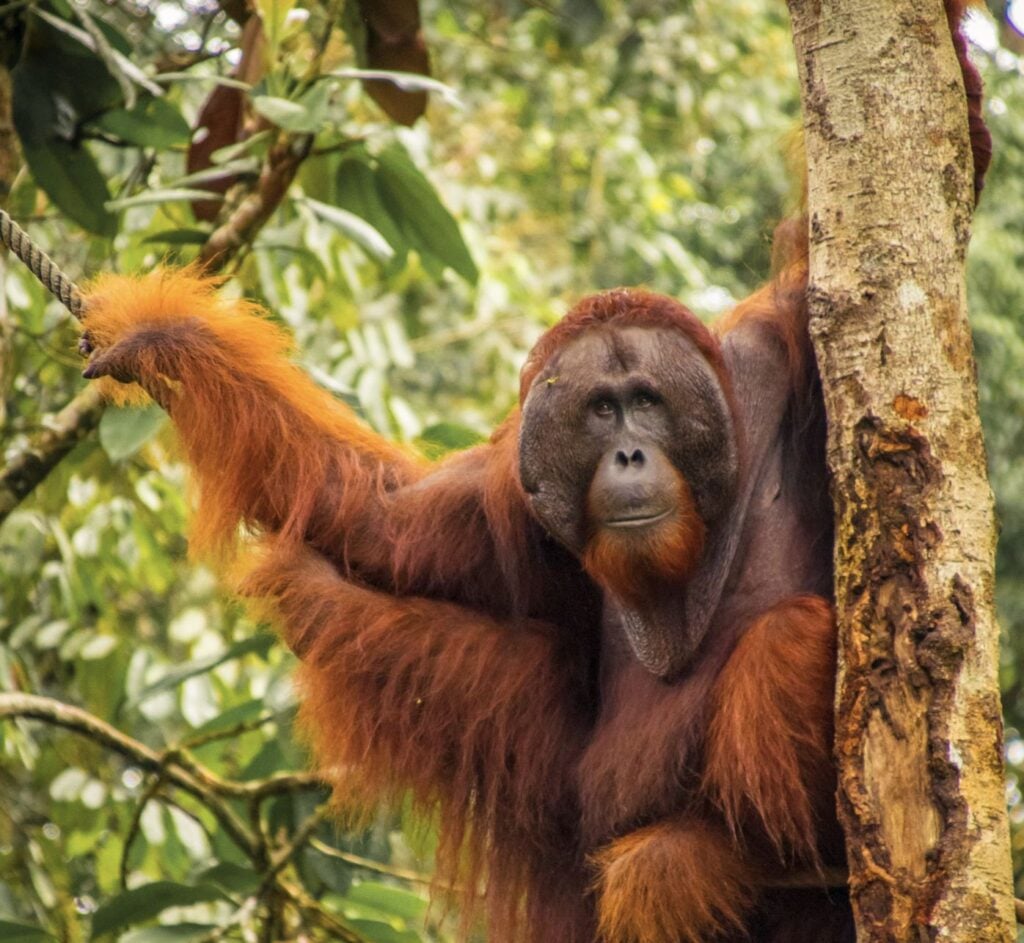 The orangutan Edwin, Sarawak, Borneo, Malaysia