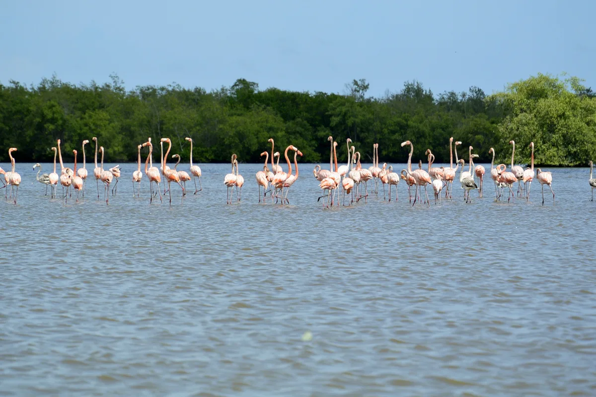 Flamingos in Suriname