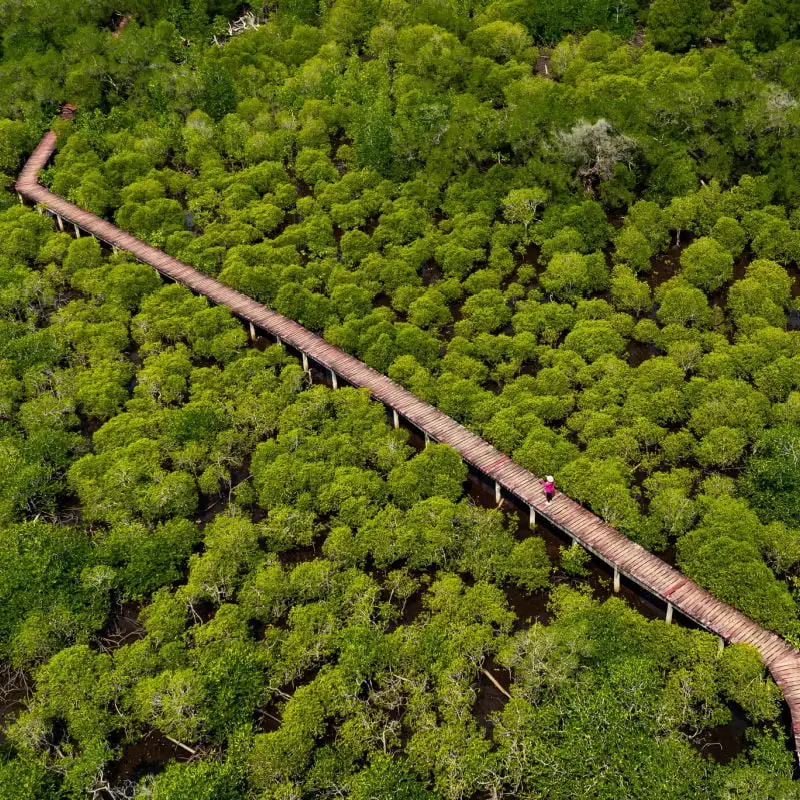 Wooden trail through jungle of Koh Chang, Thailand