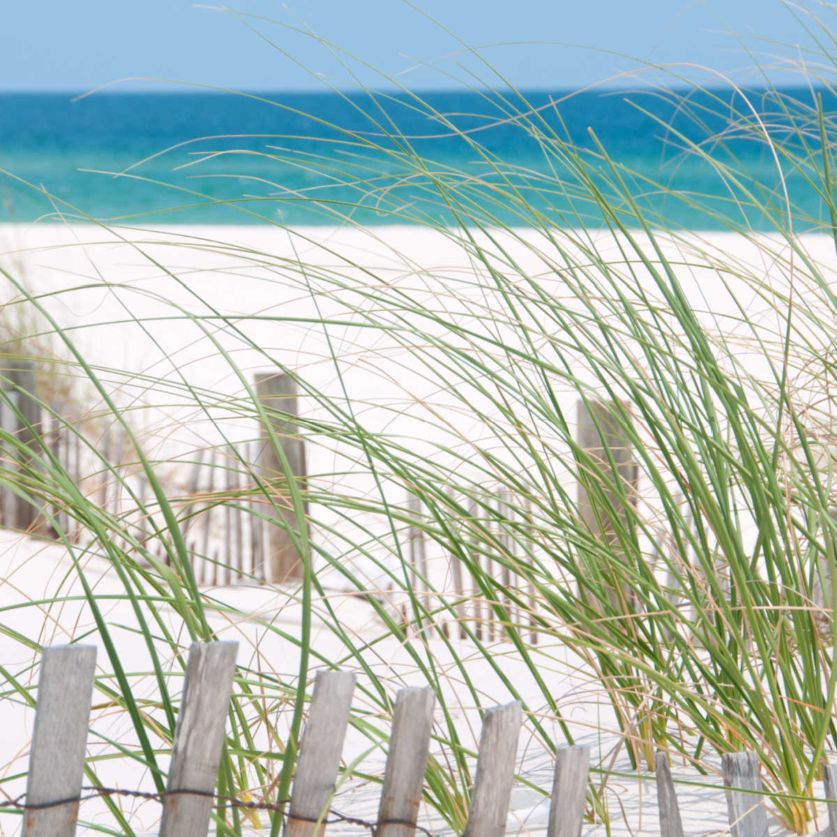 Dunes of Perdido Key