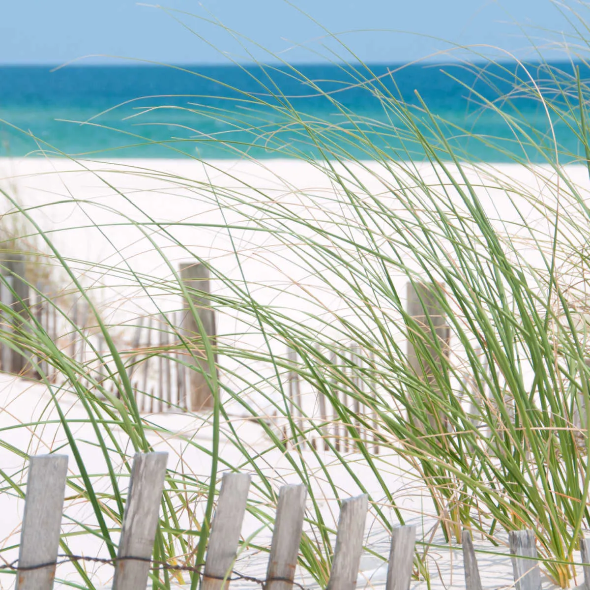 Dunes of Perdido Key