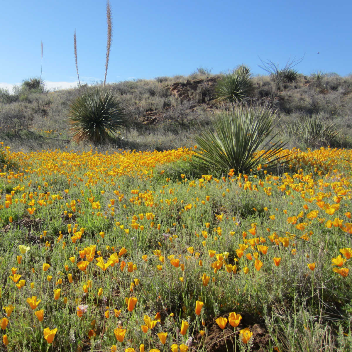 Poppy fields at Franklin State Park in El Paso, TX
