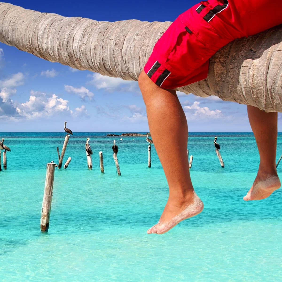 Tourist sitting on palm tree in Isla Contoy, Mexico