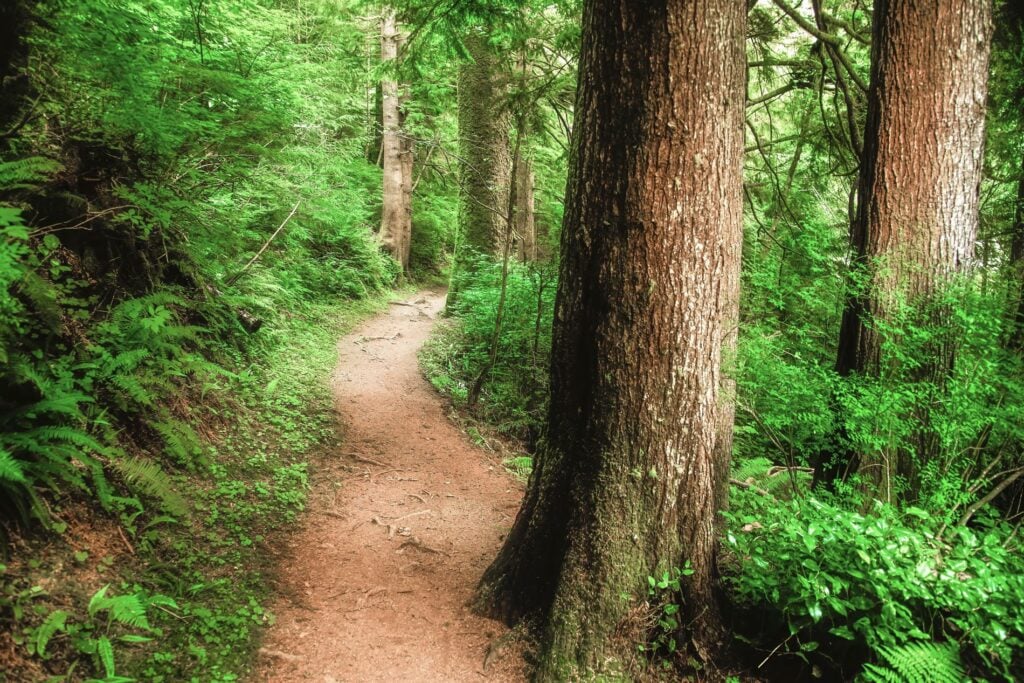 Trail on the Oregon Coast