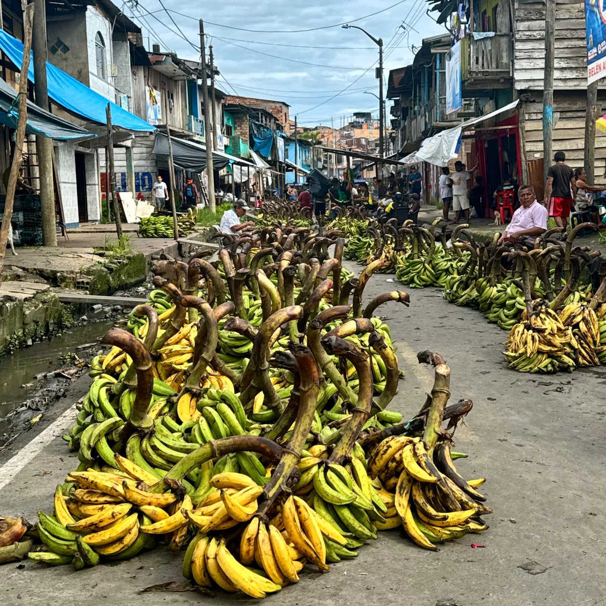 Bananas at Belen market in Iquitos, Peru
