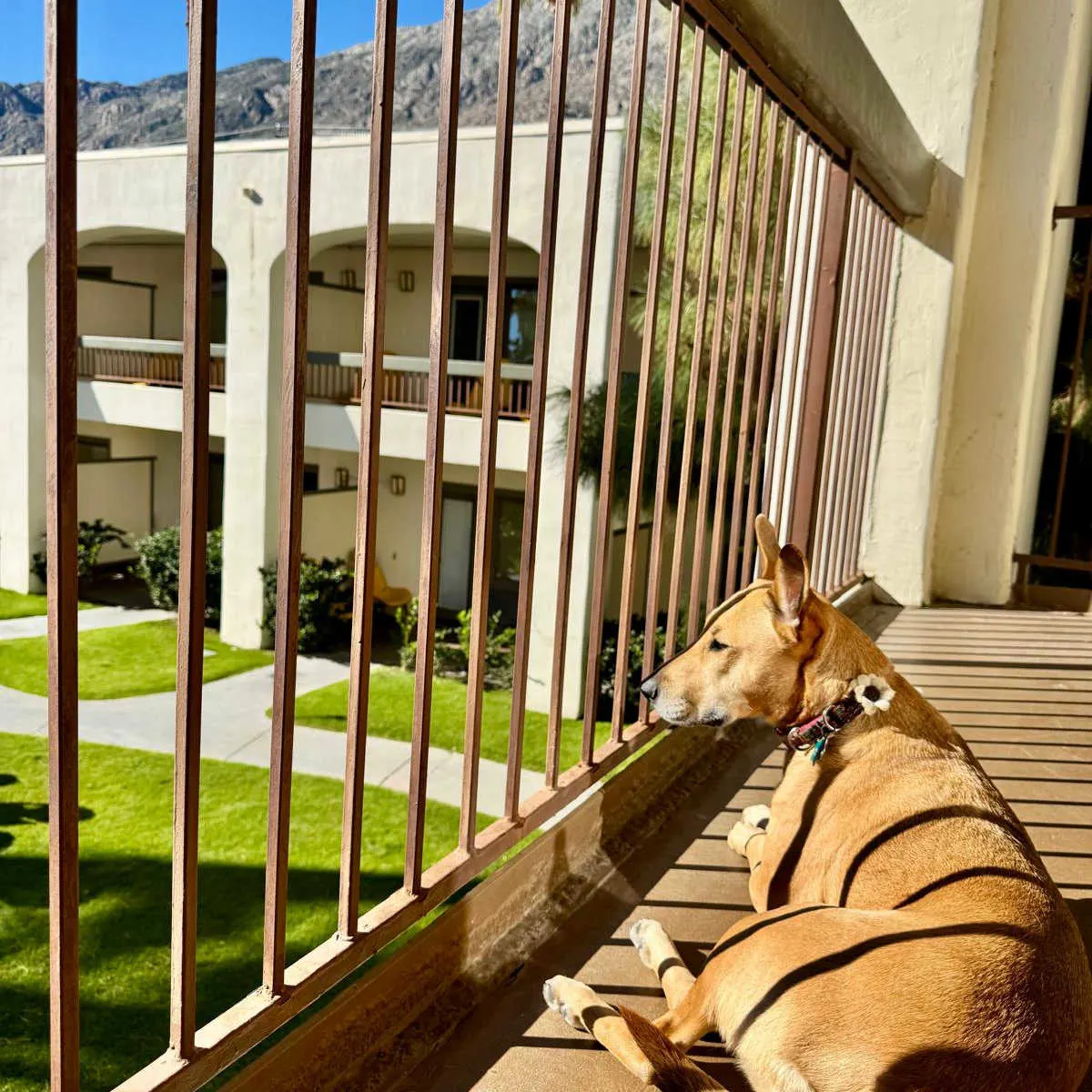 Dog on poolside patio at Palm Mountain Resort & Spa