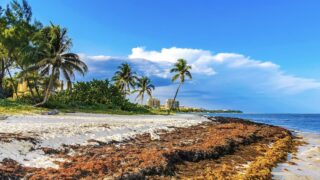 Massive Sargassum Surge Hits Top Mexican Beach Destinations In Rare Winter Event 1