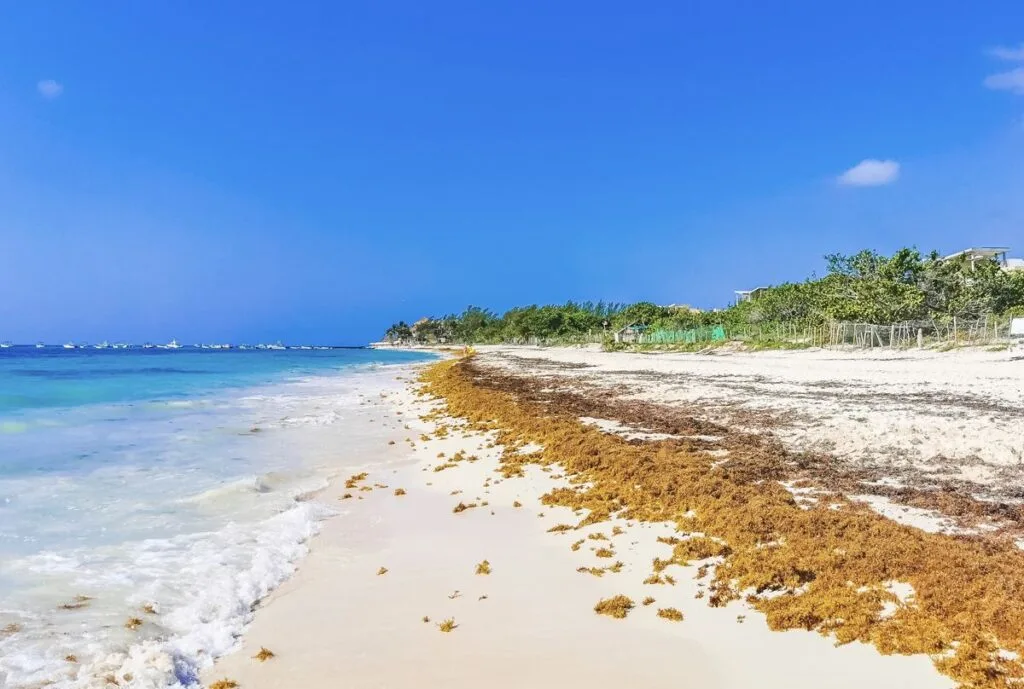 Sargassum Surge
