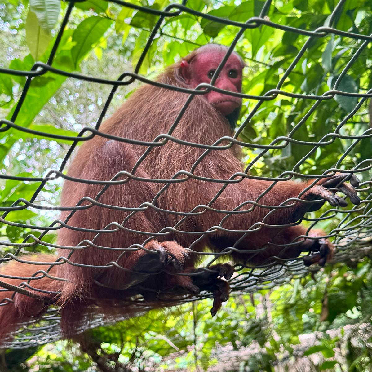 Monkey at Pilpintuwasi near Iquitos