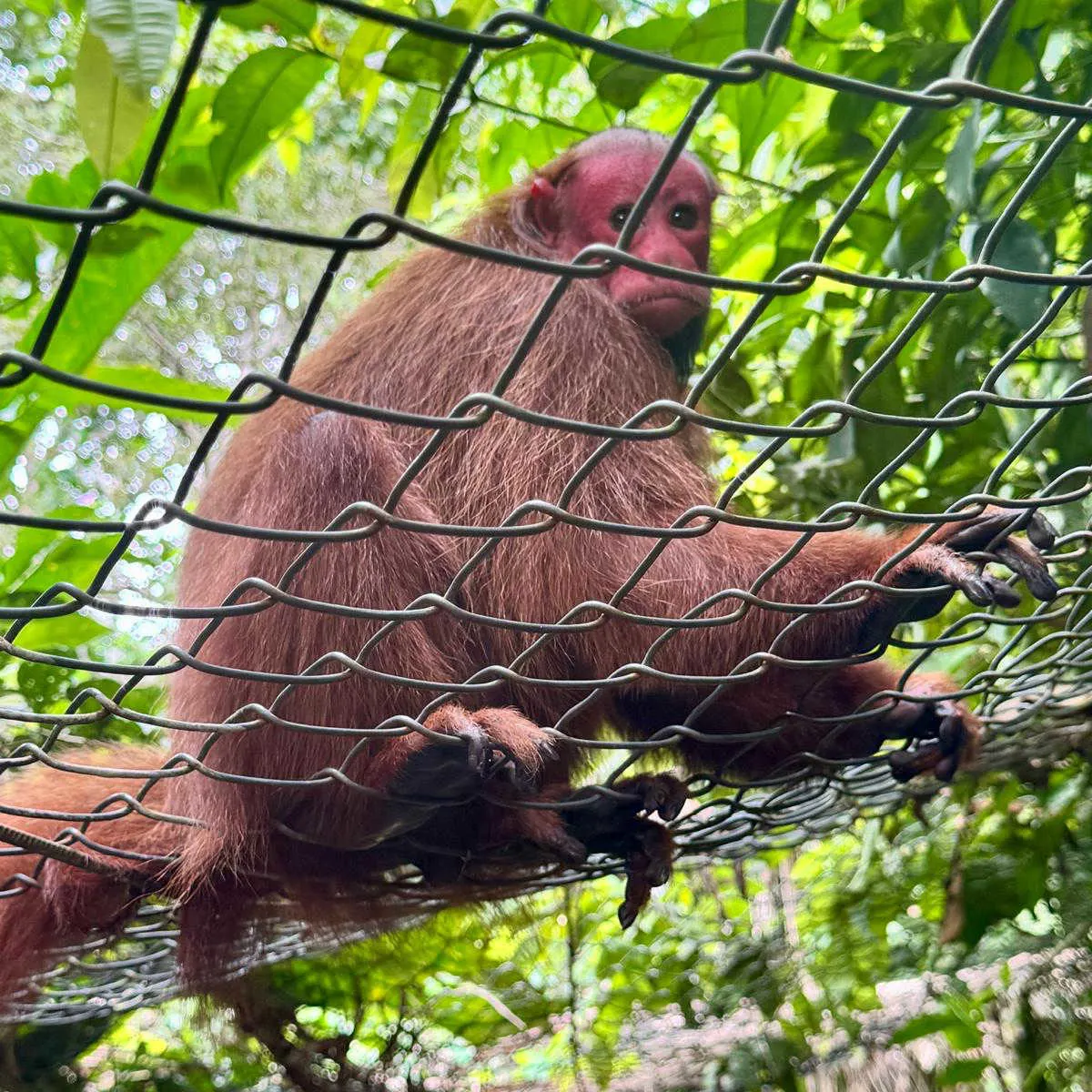 Monkey at Pilpintuwasi near Iquitos