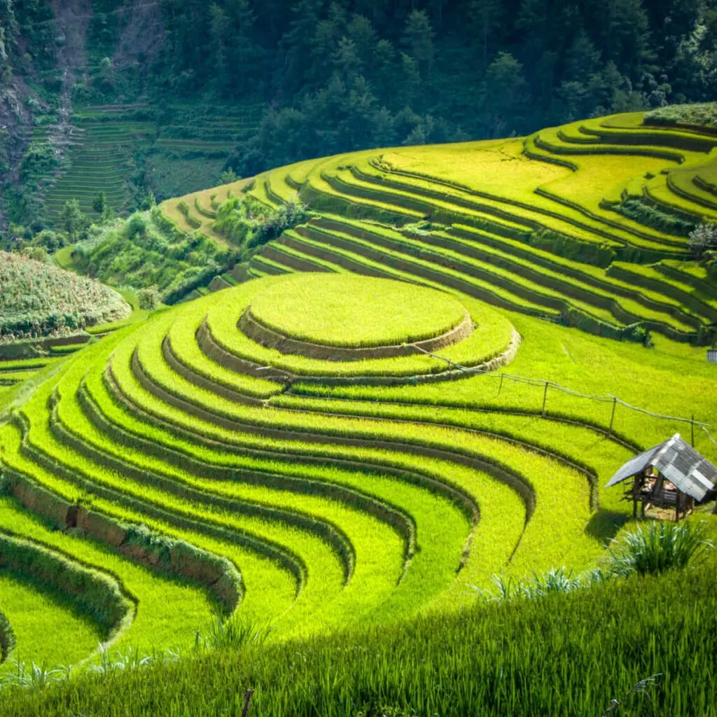 Rice terraces in Sapa, Vietnam