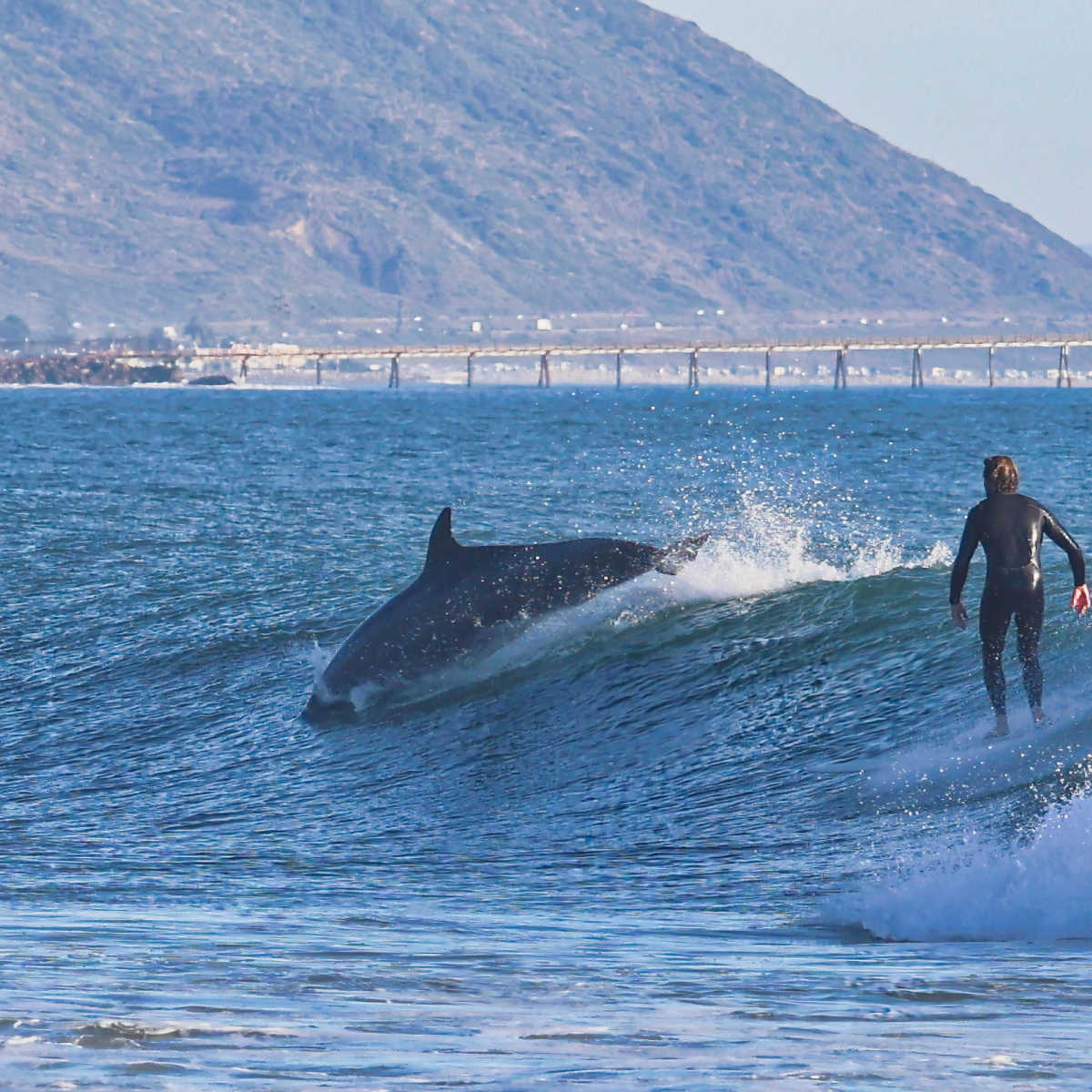 Surfing near dolphin in Carpinteria, CA