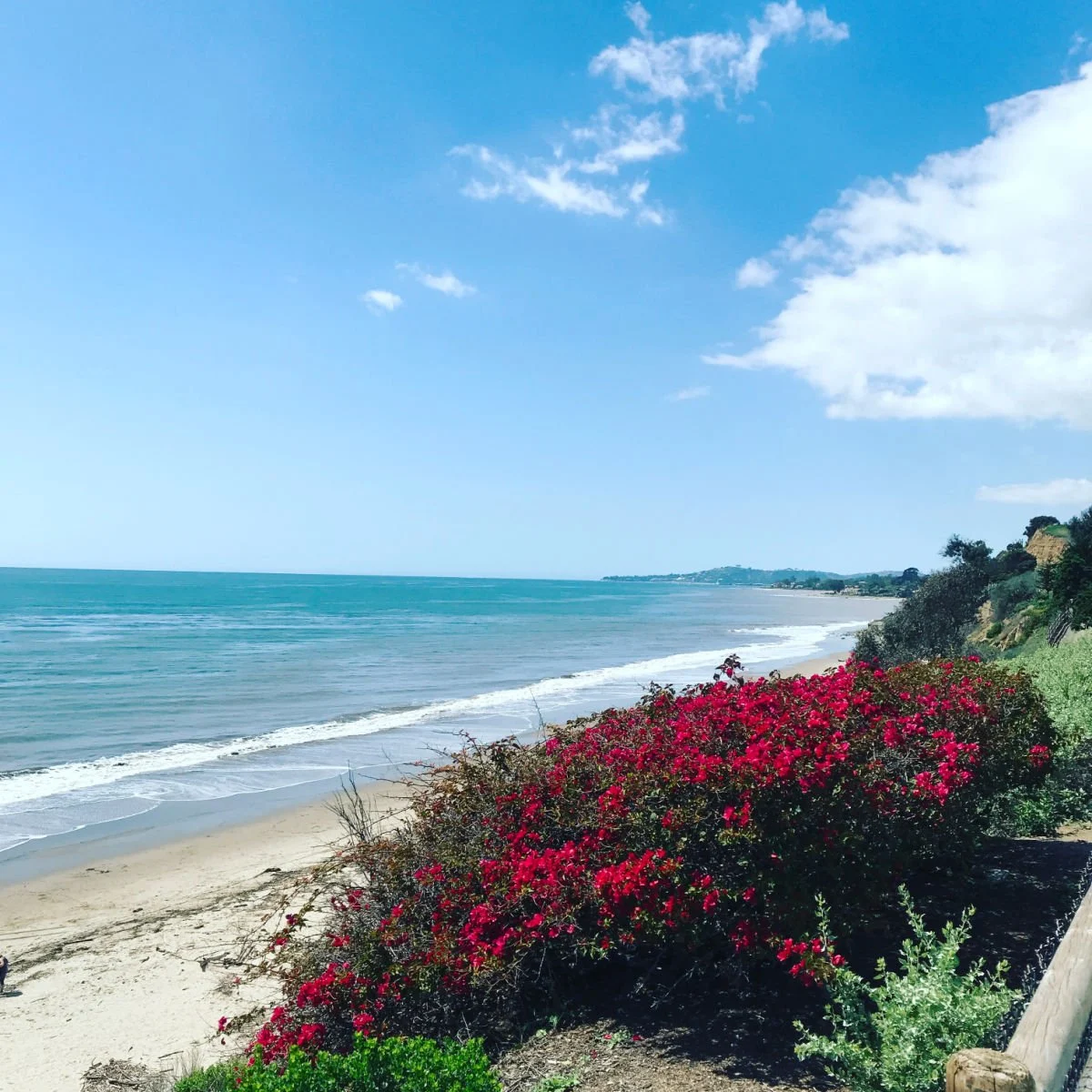 Wildflowers blooming on beach in Carpinteria, CA,