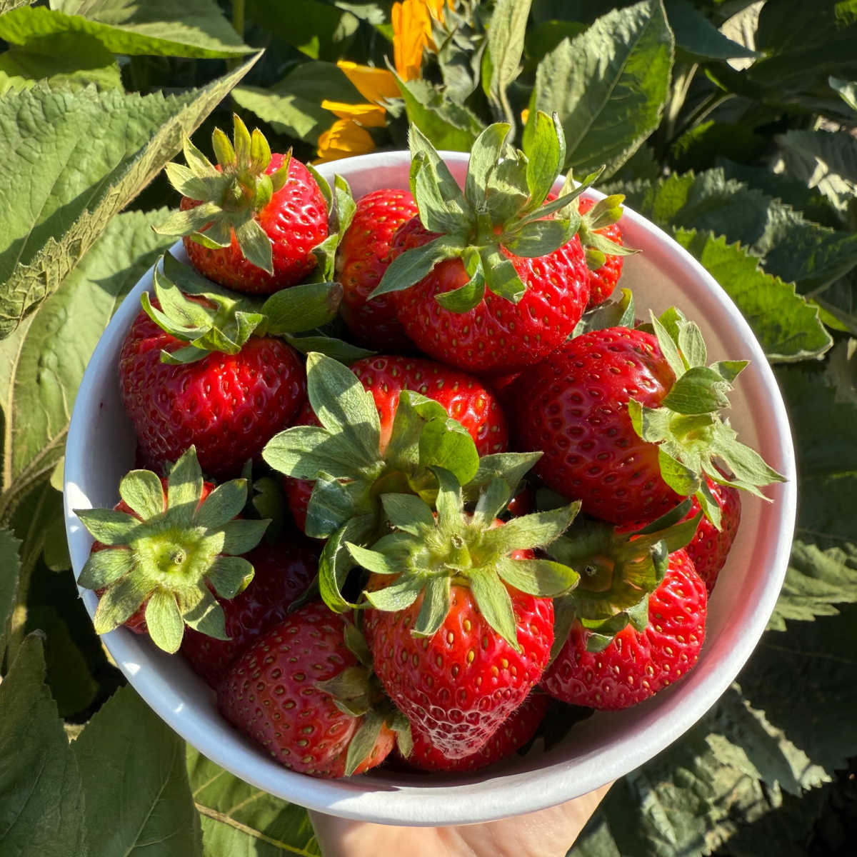 Basket of fresh strawberries - Carlsbad, CA