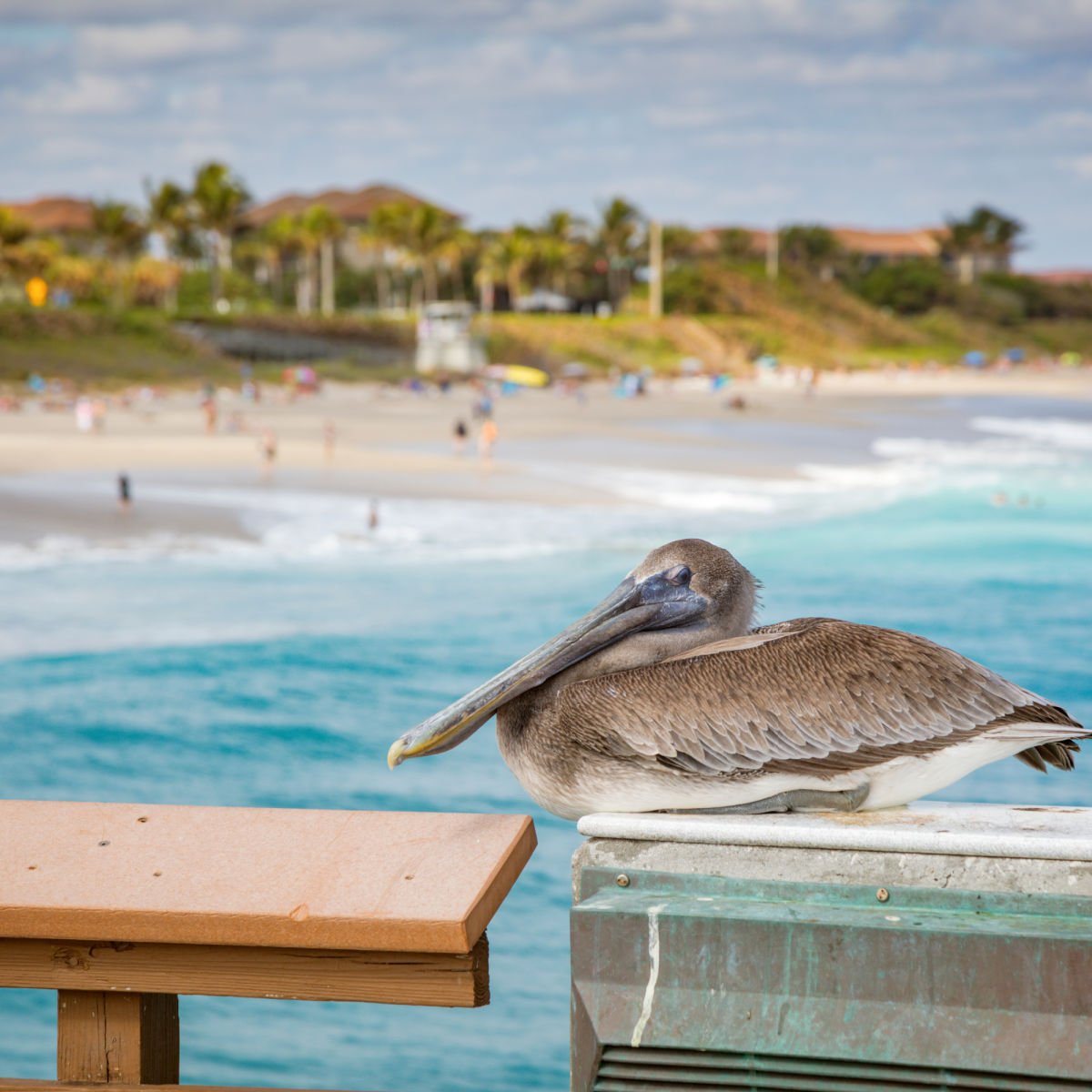 Pelican on pier in Juno Beach, FL