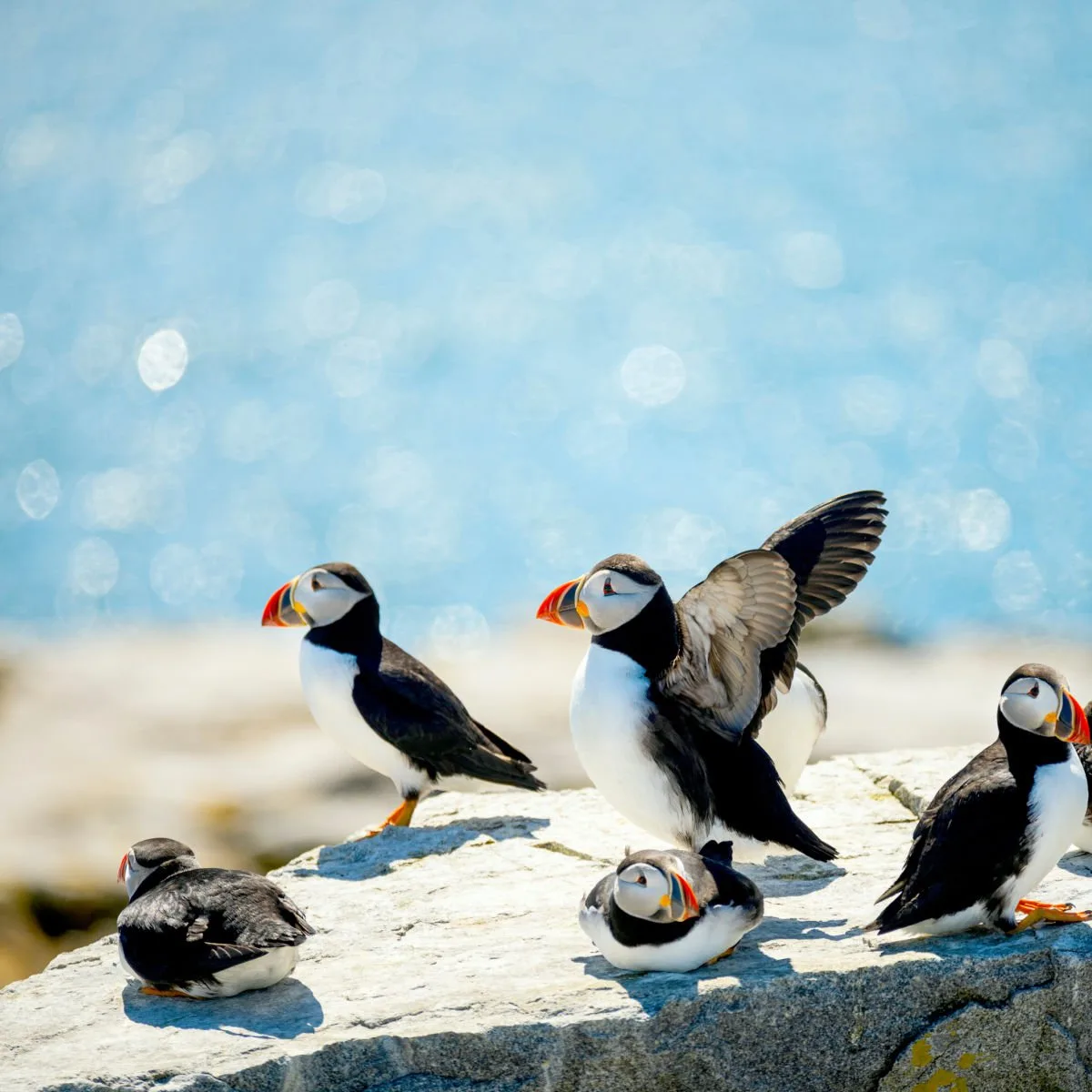 Puffins in Maine