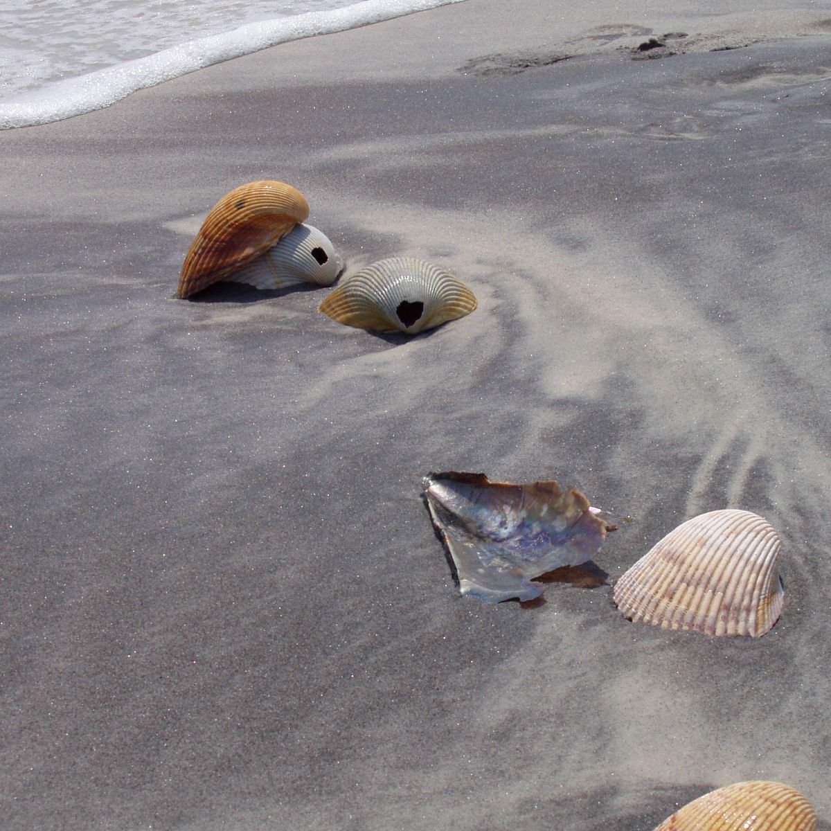 Seashells on Ship Island, MS