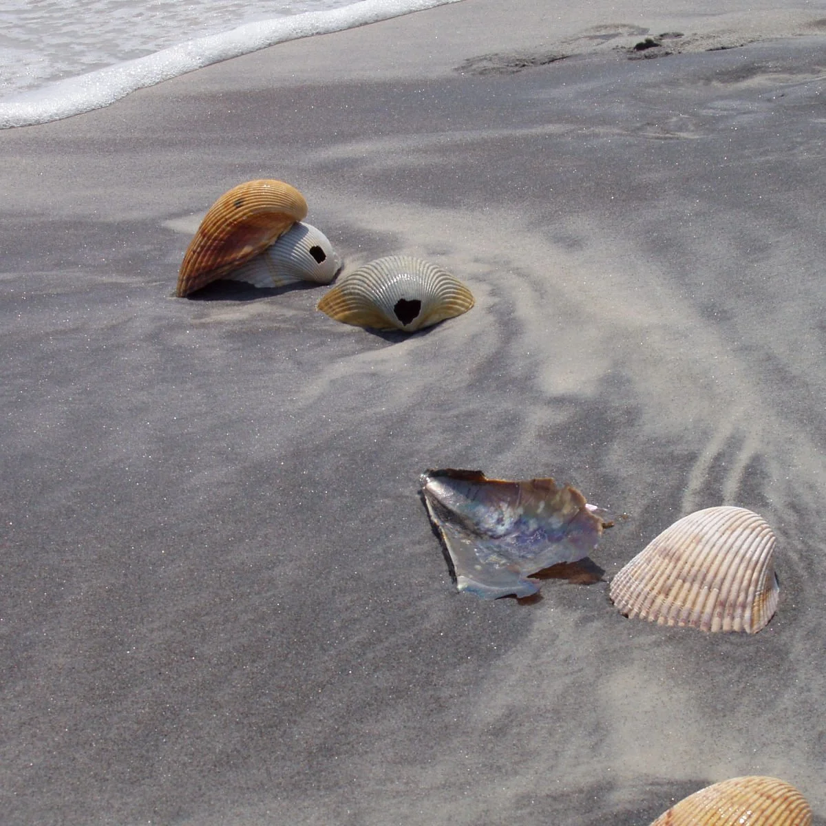 Seashells on Ship Island, MS