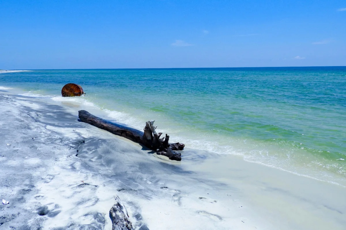 Driftwood on Ship Island