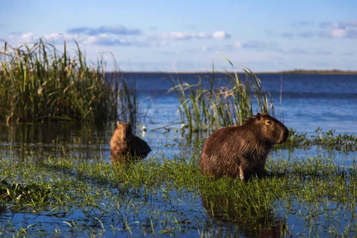 capybara at Colonia Carlos Pellegrini in Esteros Del Iberá in Argentina