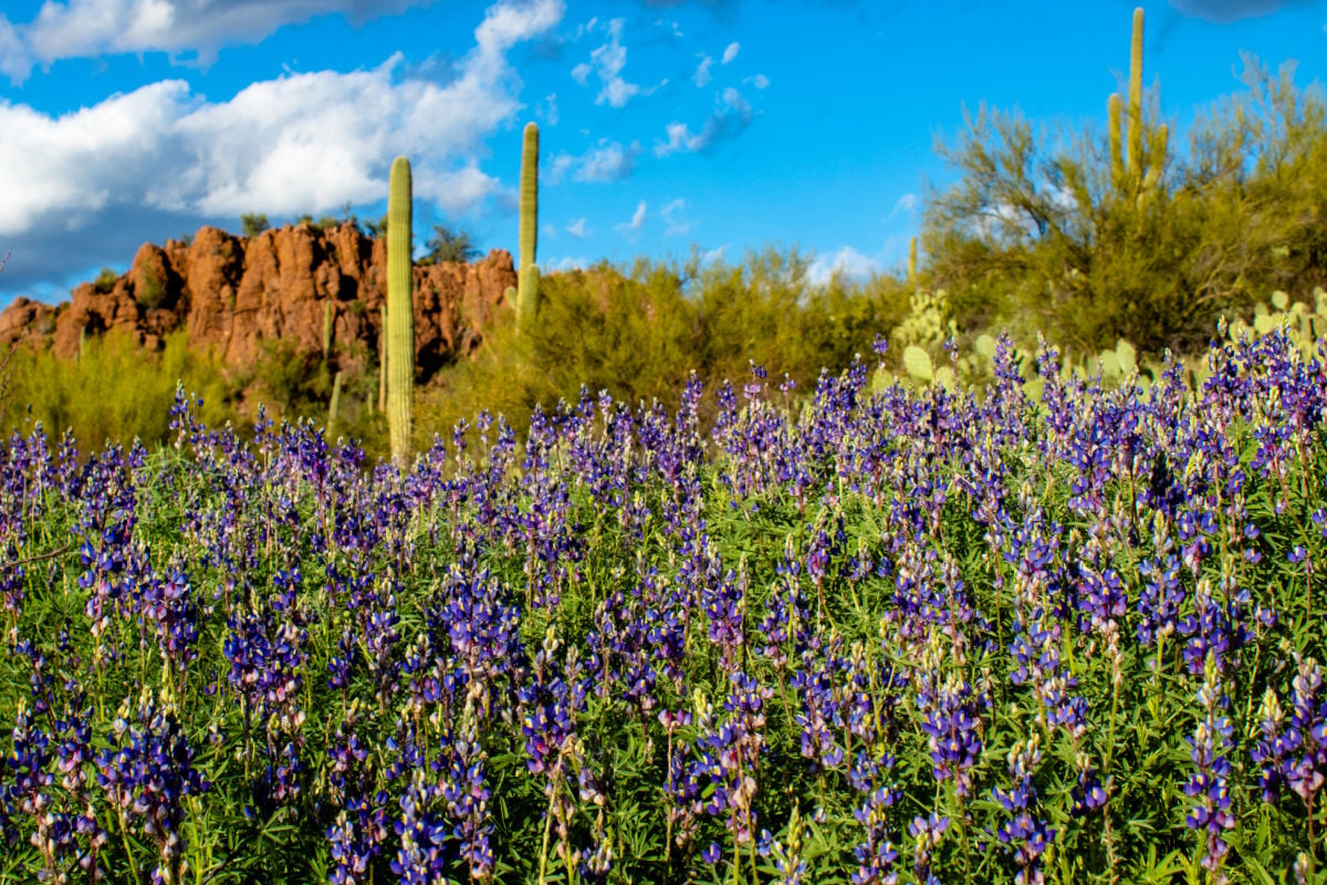 A field of colorful blue and purple lupine wildflowers in Saguaro National Park West. Green cactus and palo verde trees along with stone cliffs in the background near Picture Rocks