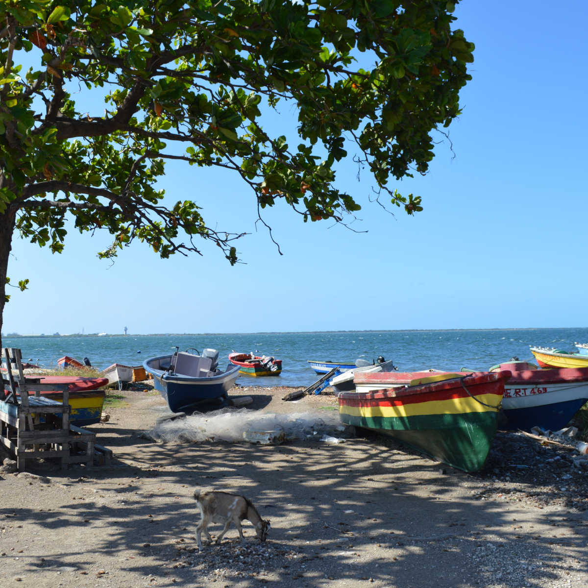 Goats and boats on Kingston, Jamaica coast