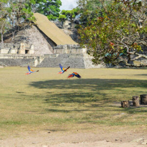 Macaw parrots seen flying in Copan Ruinas, Honduras