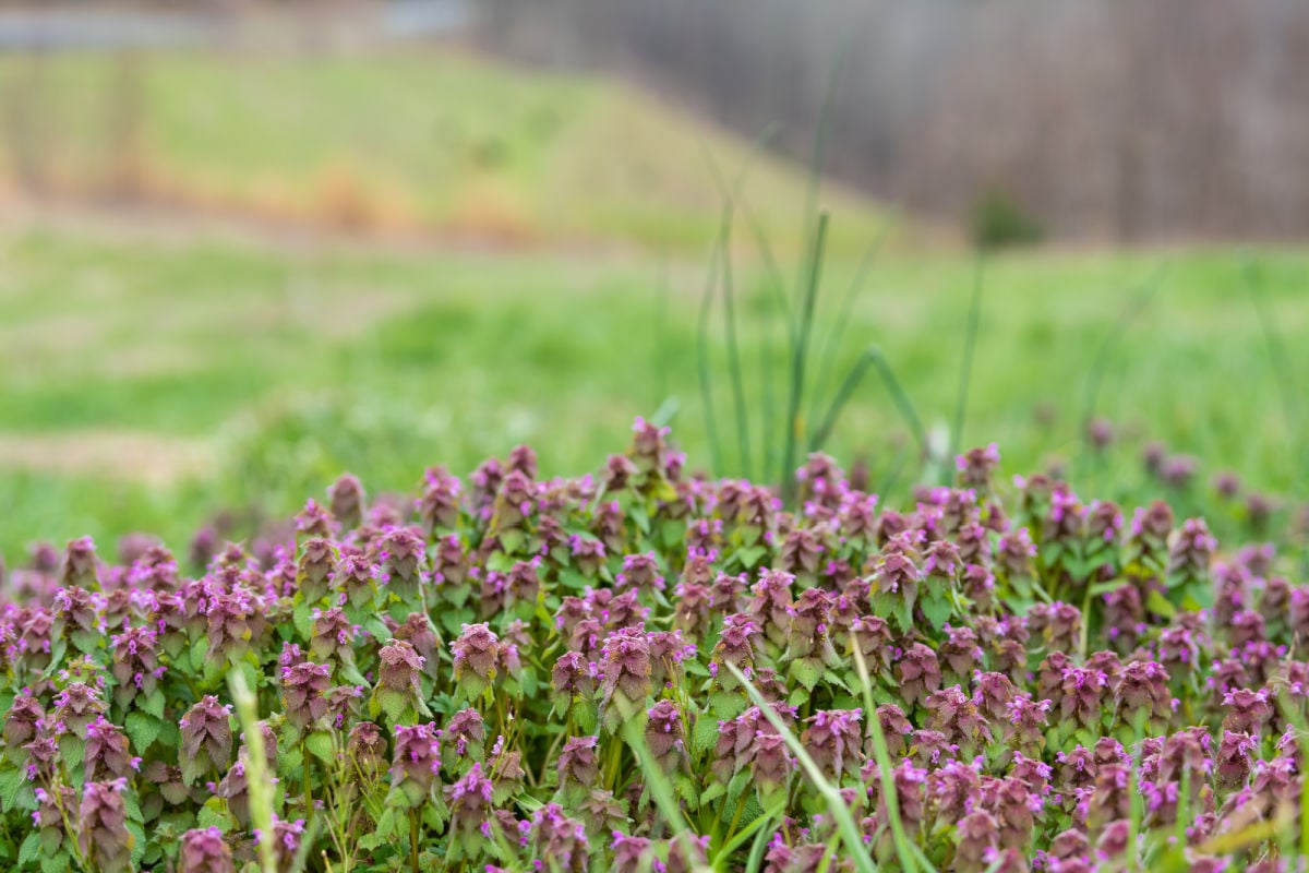 Smoky Mountains near Asheville, North Carolina during spring with many purple red deadnettle wildflowers wild flowers closeup
