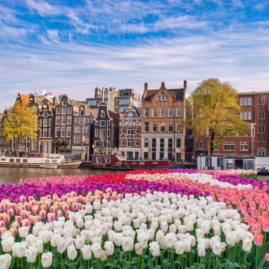 Tulips lining Amsterdam canal