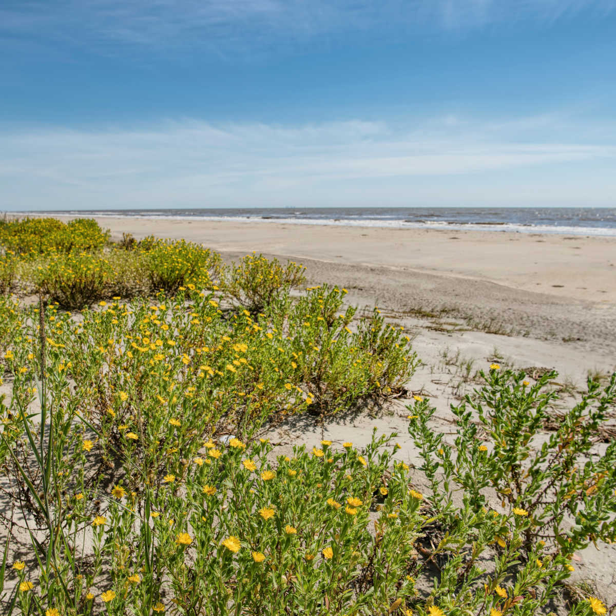 Wildflowers bloom on Holly Beach, LA