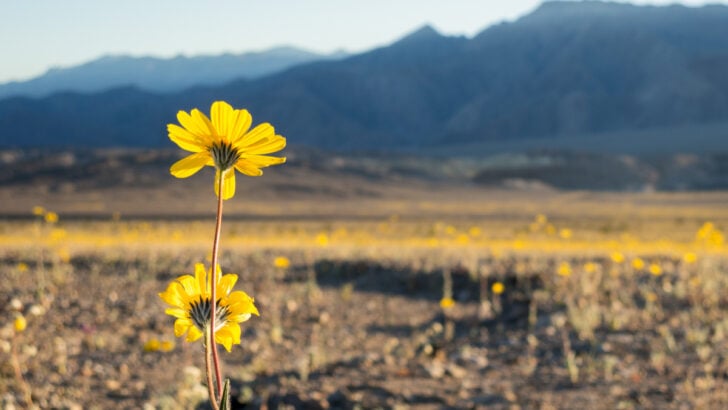 US Issues Highest Travel Advisory Warnings To Five More Countries