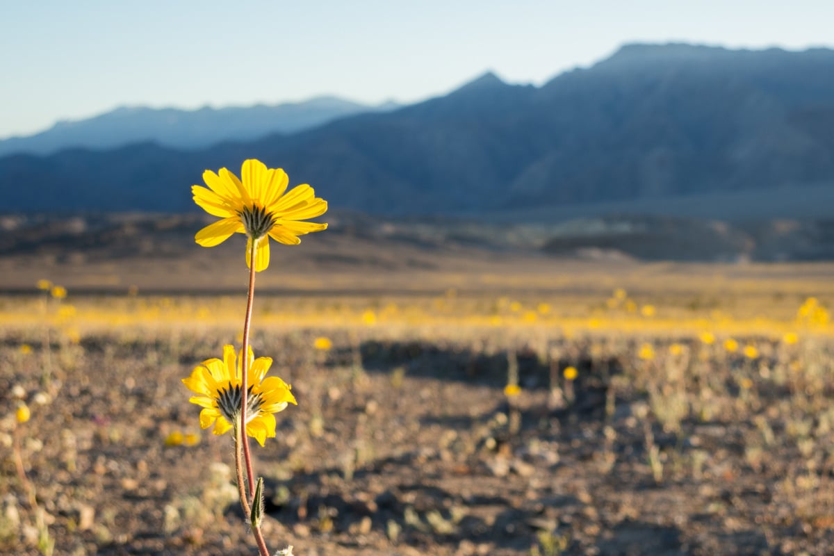 Yellow Superbloom Wildflowers at Dusk, Death Valley National Park, California, USA