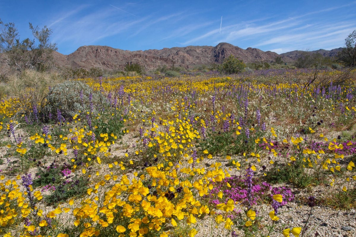 wildflowers, joshua tree national park, californa